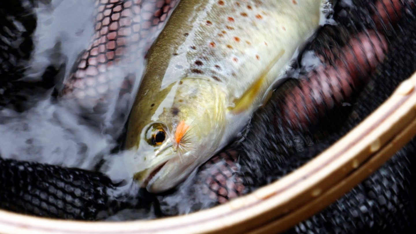 Une saison de truites en Cévennes