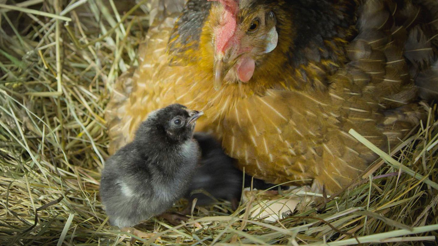 Au commencement était l'oeuf : les animaux ovipares