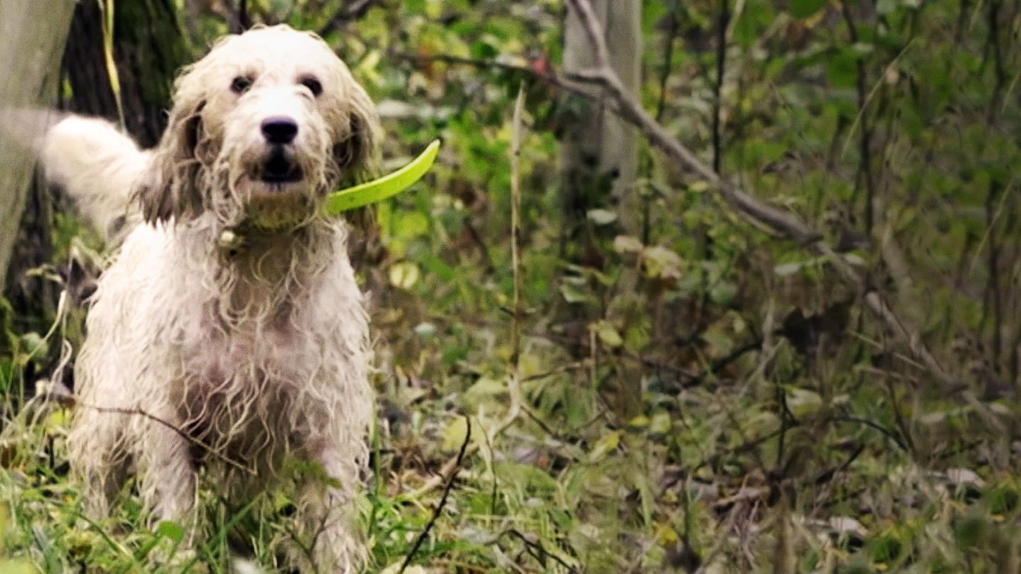 Des griffons, des régions et des hommes
