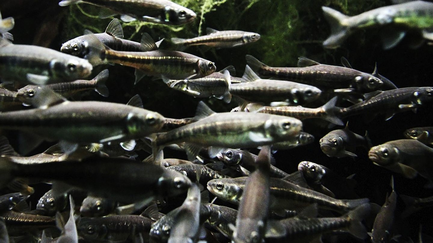 Friture, Small Is Beautiful !