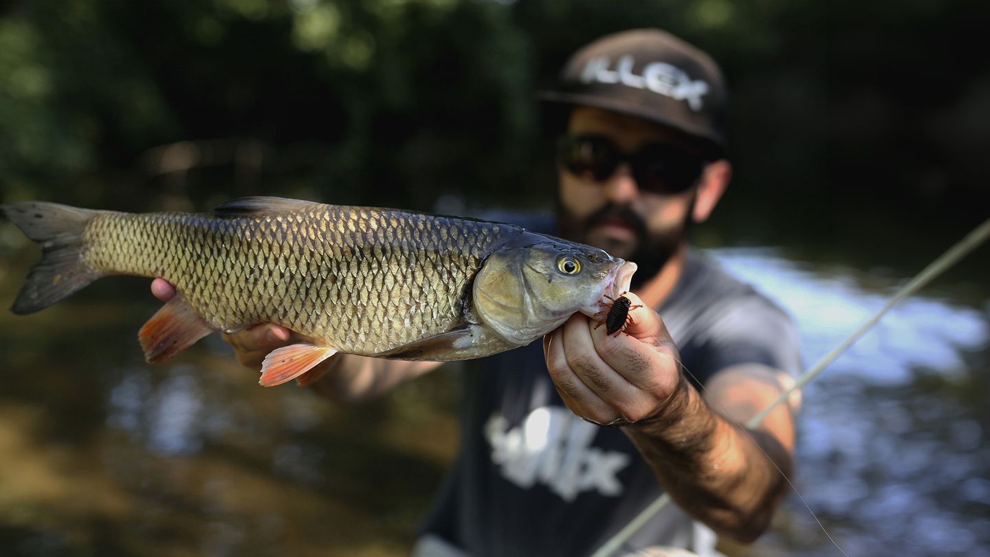 Le chevesne, nouveau roi de la pêche sportive