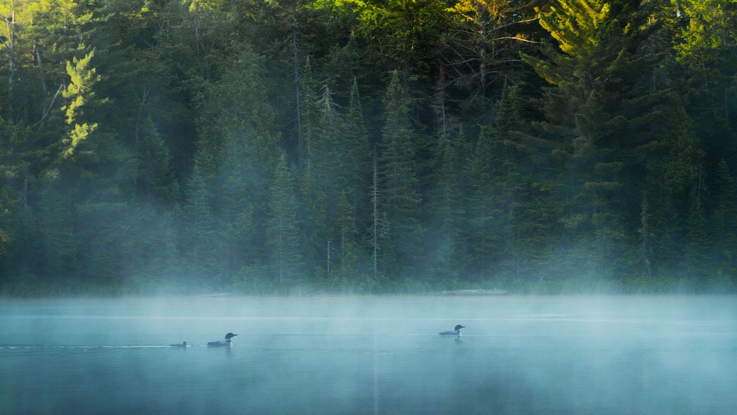 Les huards dans la brume