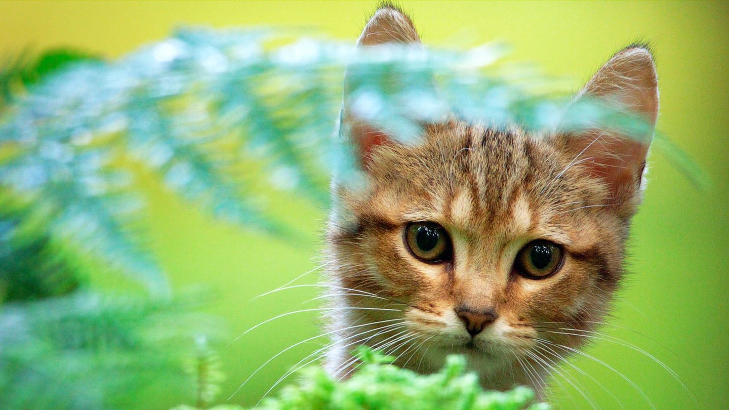 Mon chat et moi, la grande aventure de Rroû