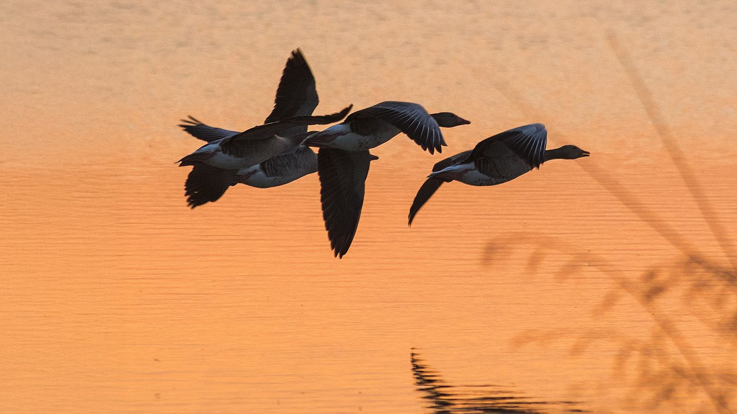 Oiseaux migrateurs : Sur les ailes du voyage