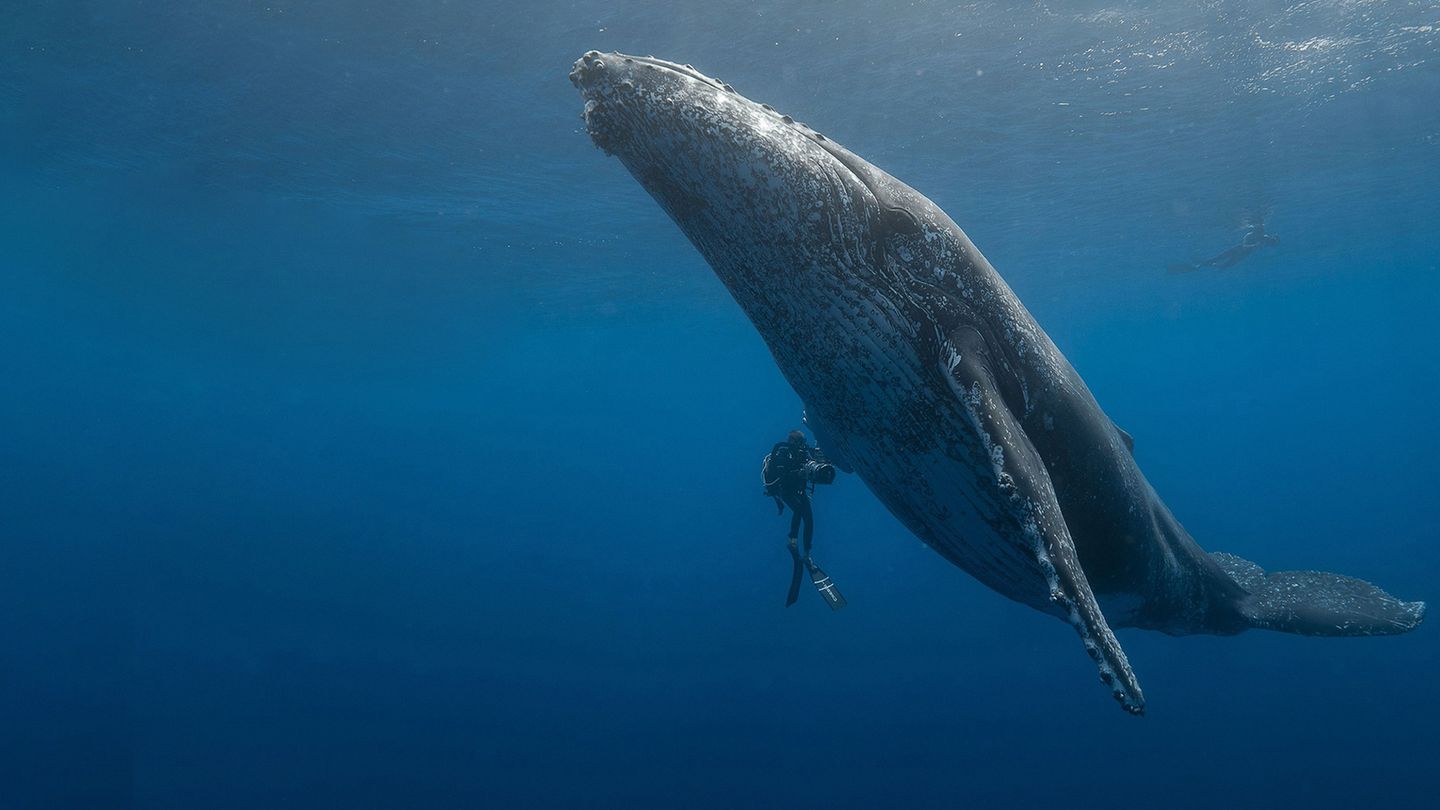 Des baleines, des tortues et des hommes