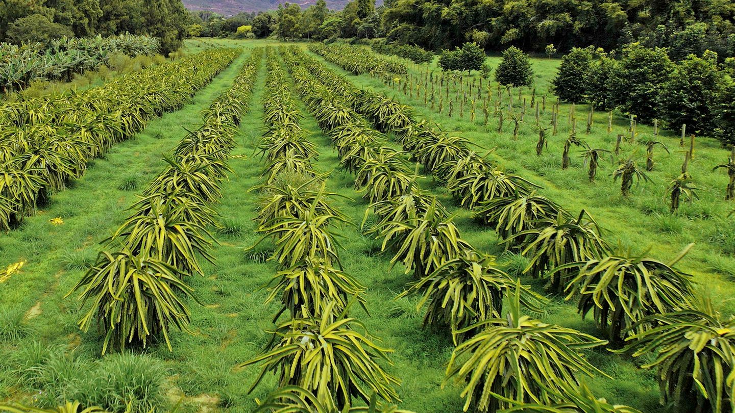La transition agricole Calédonienne