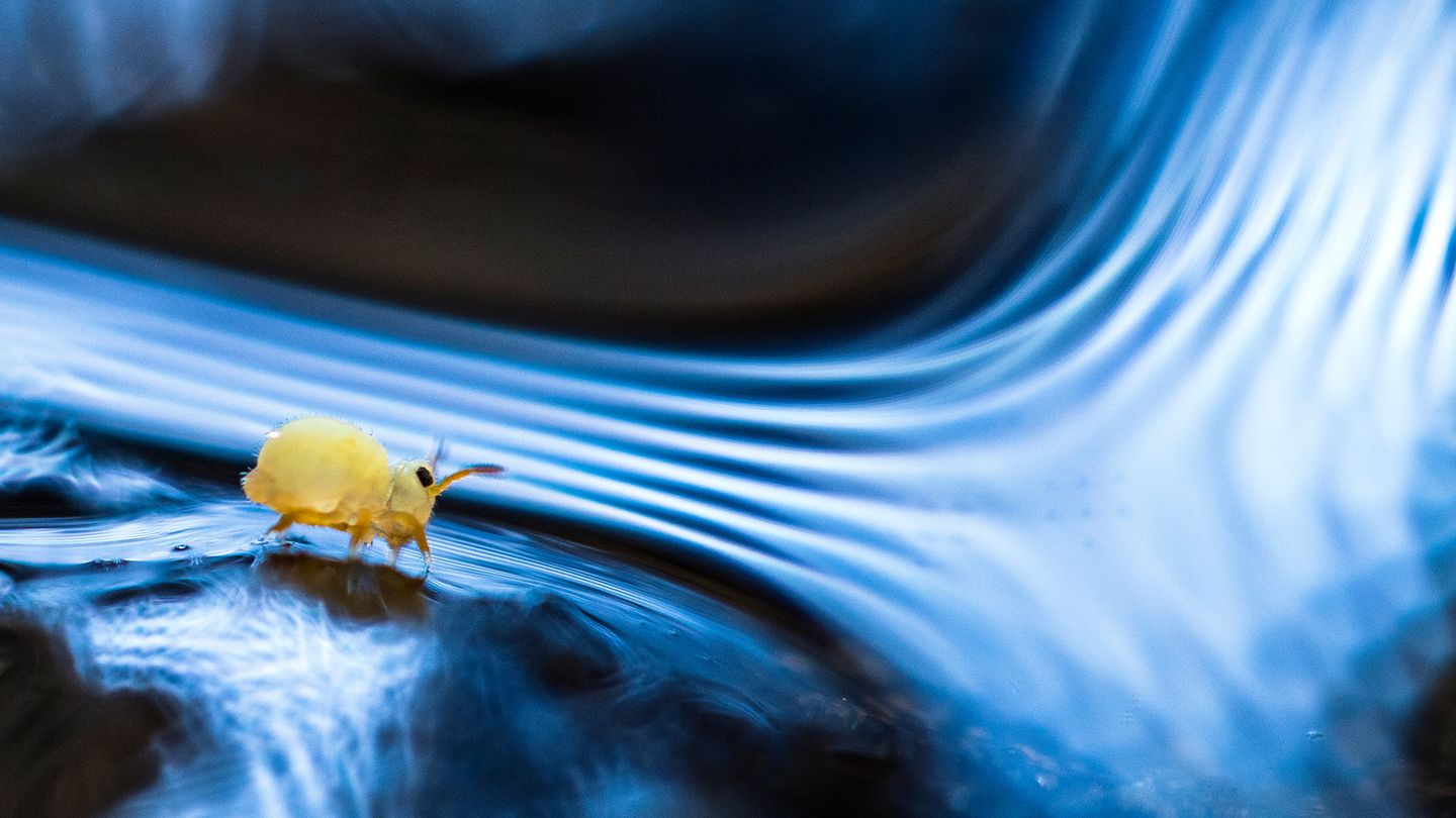 Planète collemboles, la vie secrète des sols