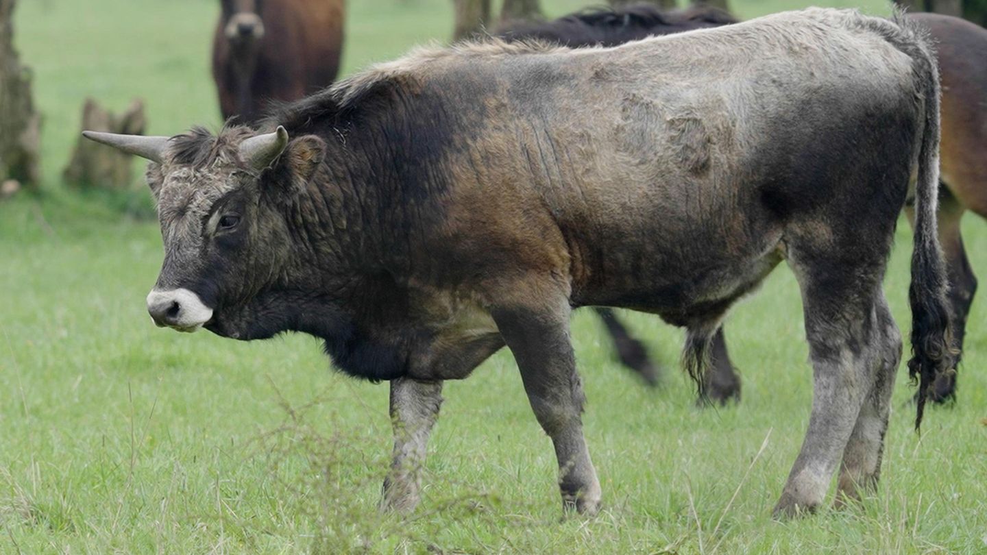 Dé-extinction, un nouvel espoir ?