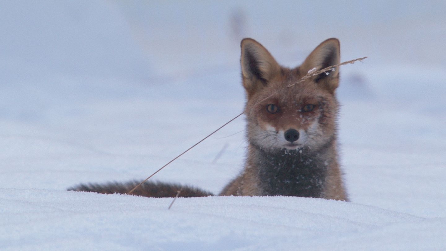 Le prince de la forêt