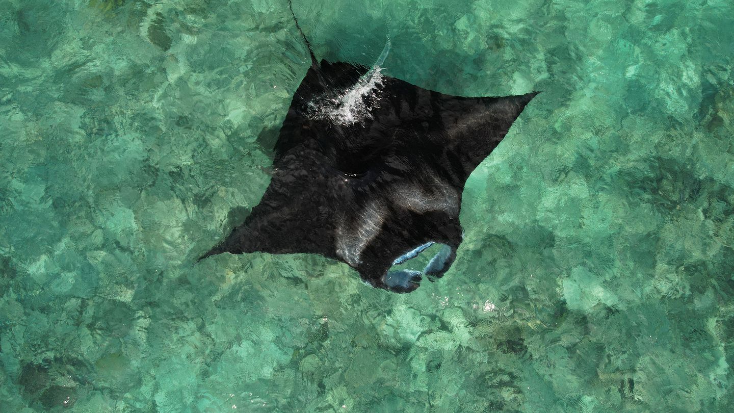 Maldives, le ballet des raies mantas