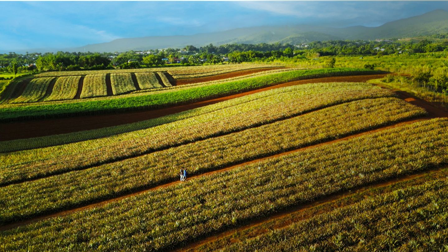Les Outre-mer, des terroirs en or