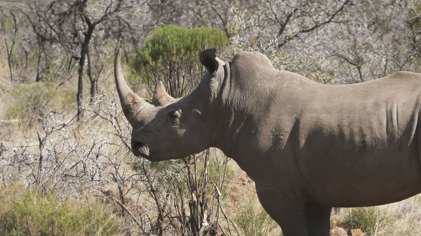 L'appel de la brousse