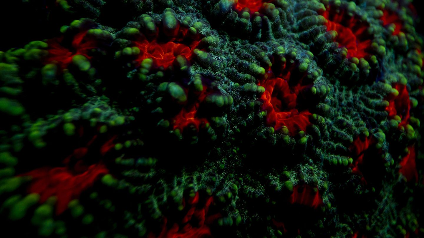 Des étoiles sous la mer