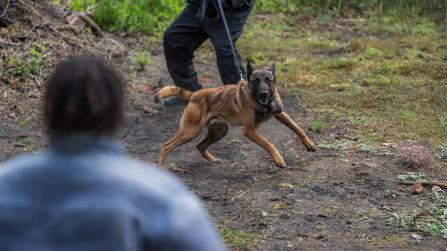 Loups garous Episode 7 Keyser Söze en streaming direct et replay sur CANAL+ myCANAL