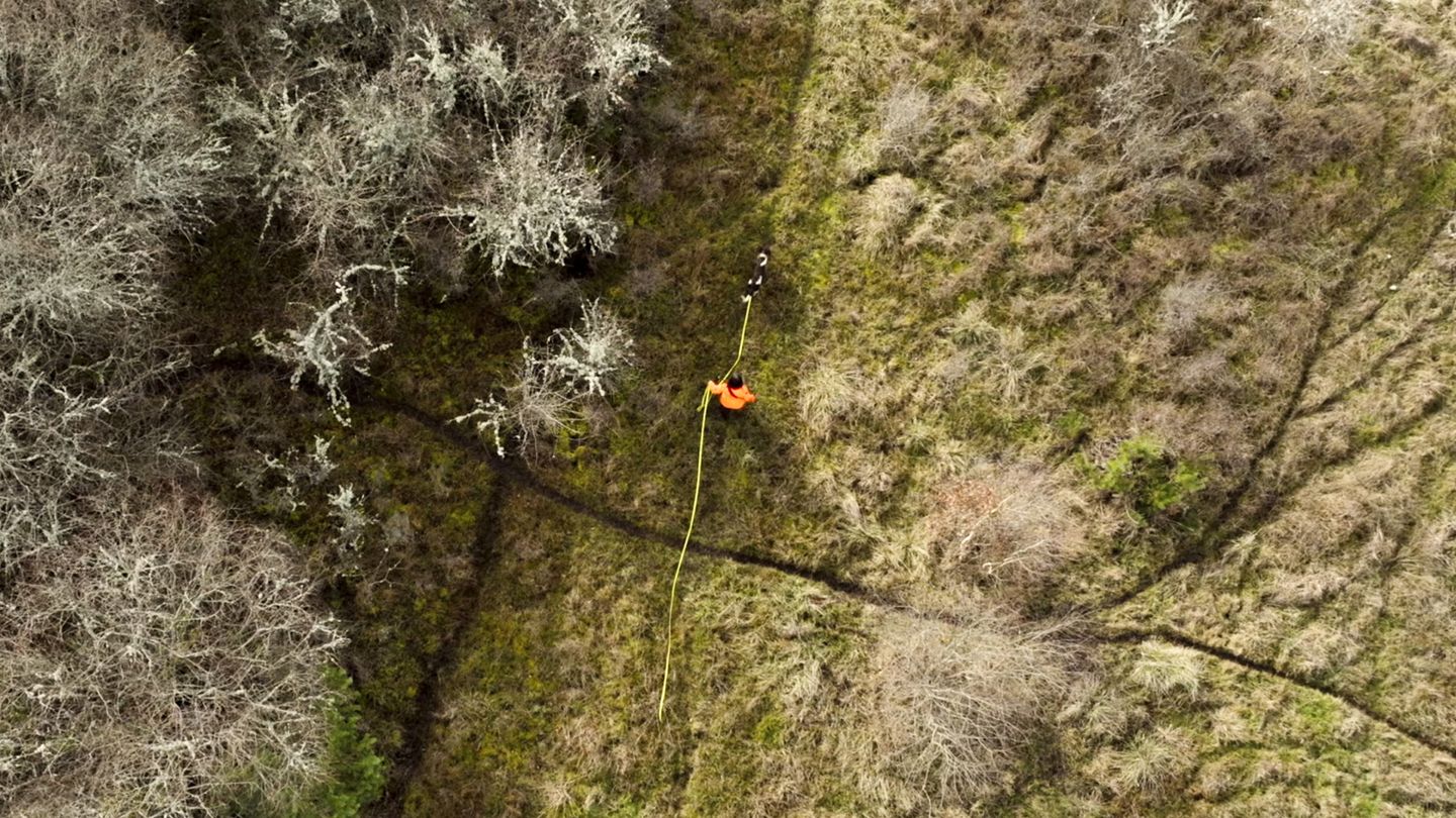 Sur la voie de l'animal blessé