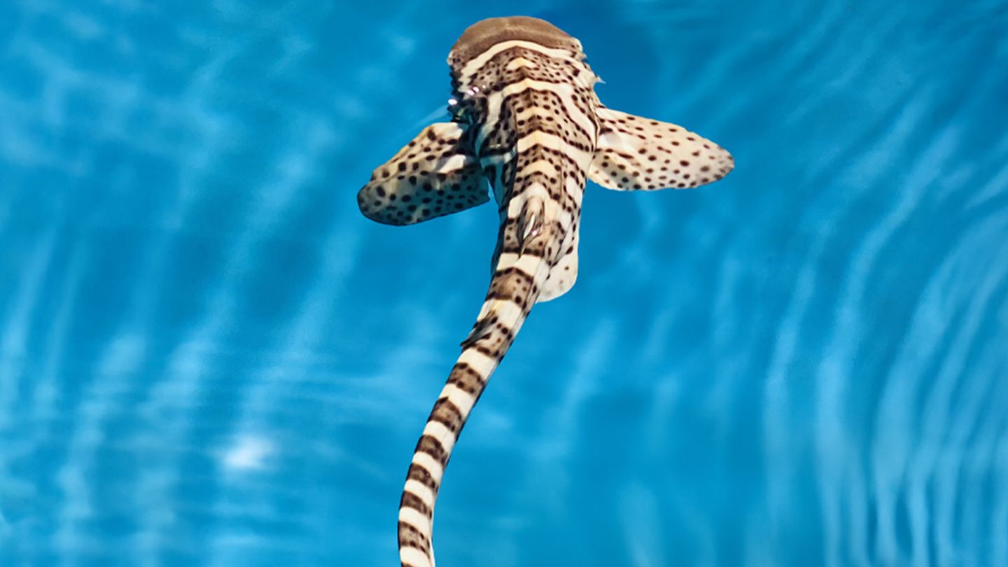 La vie secrète de Léo