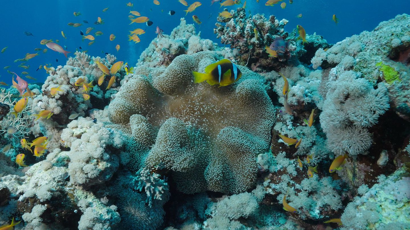 Les îles Chagos, un archipel protégé