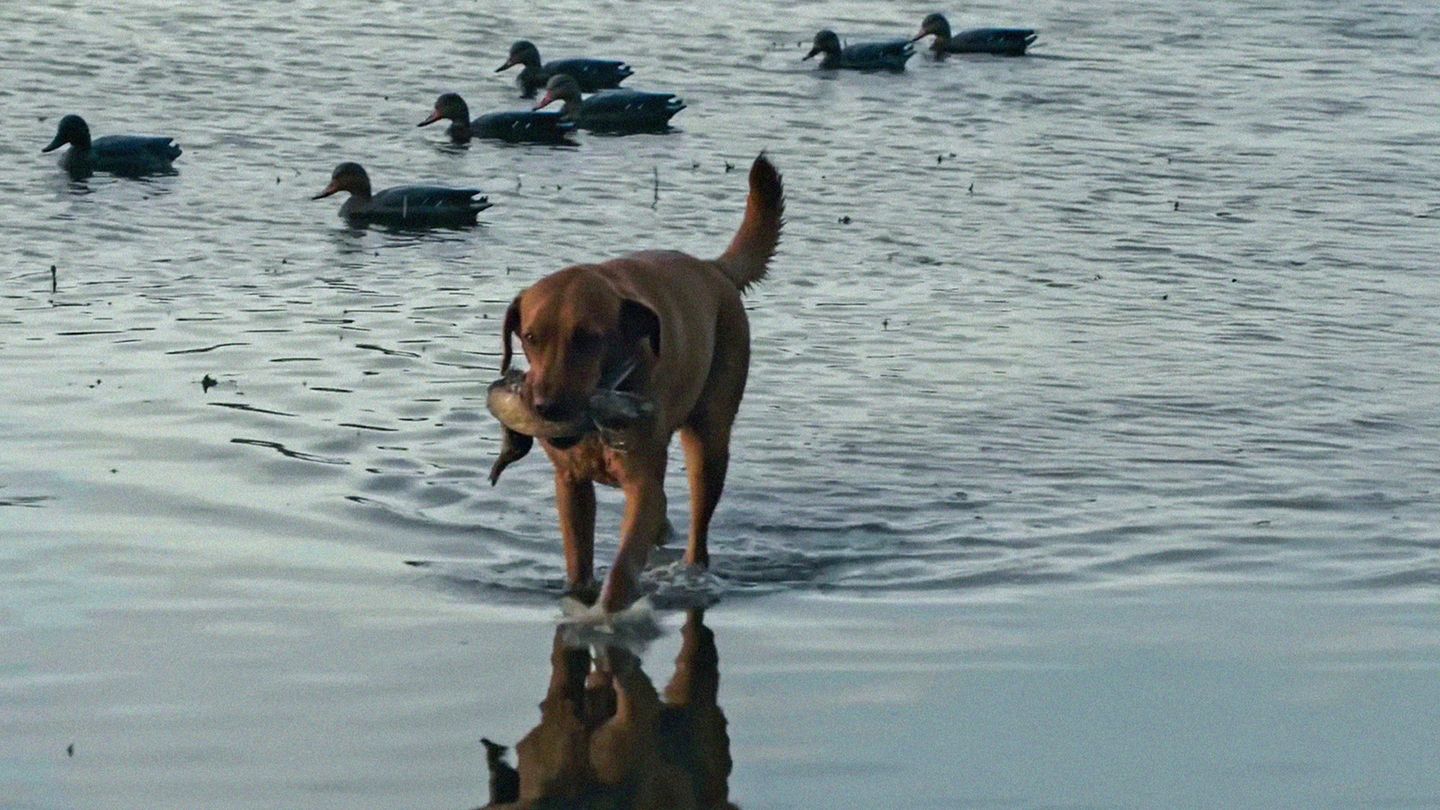 La route de la chasse