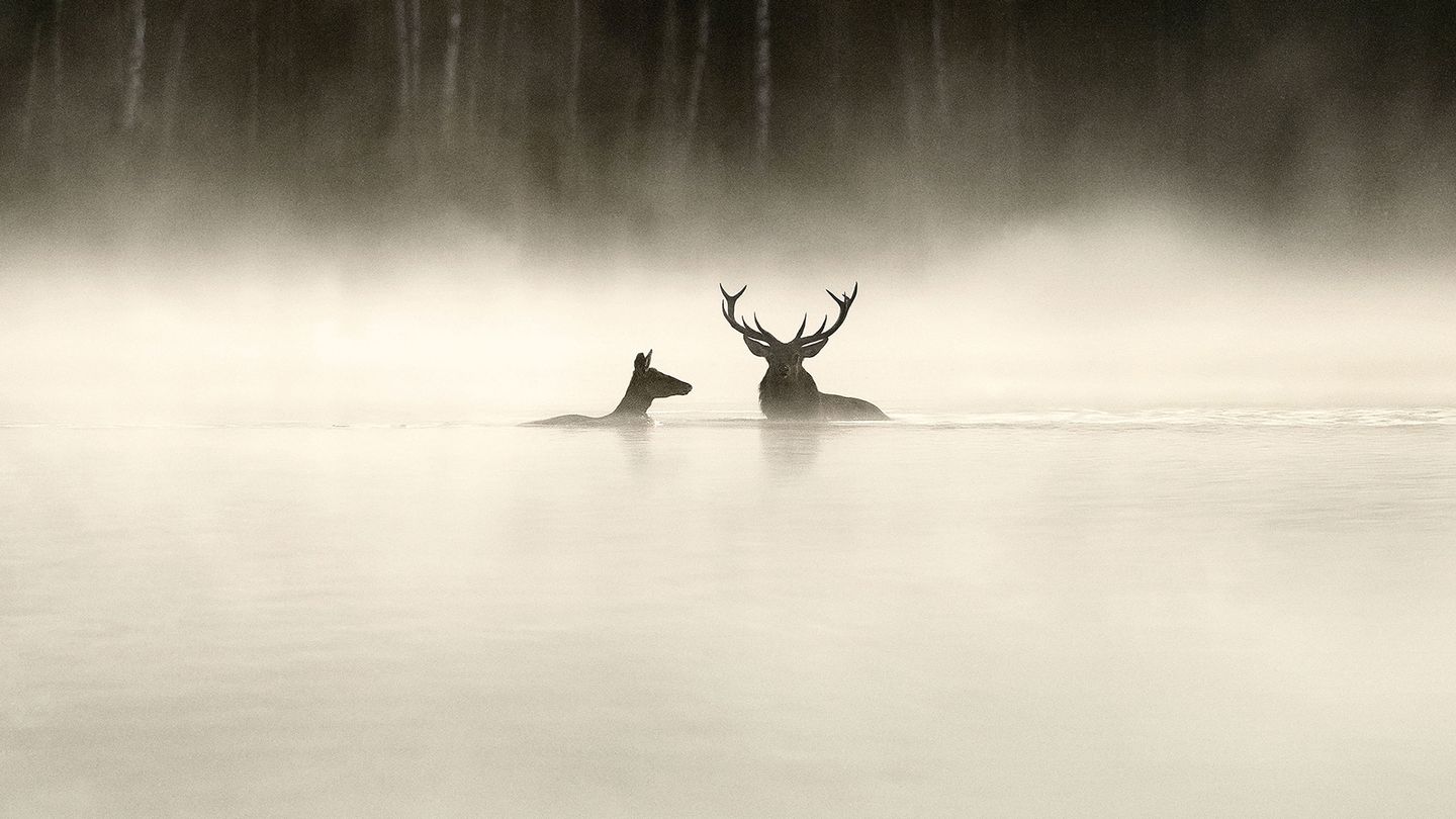Le Chant des forêts