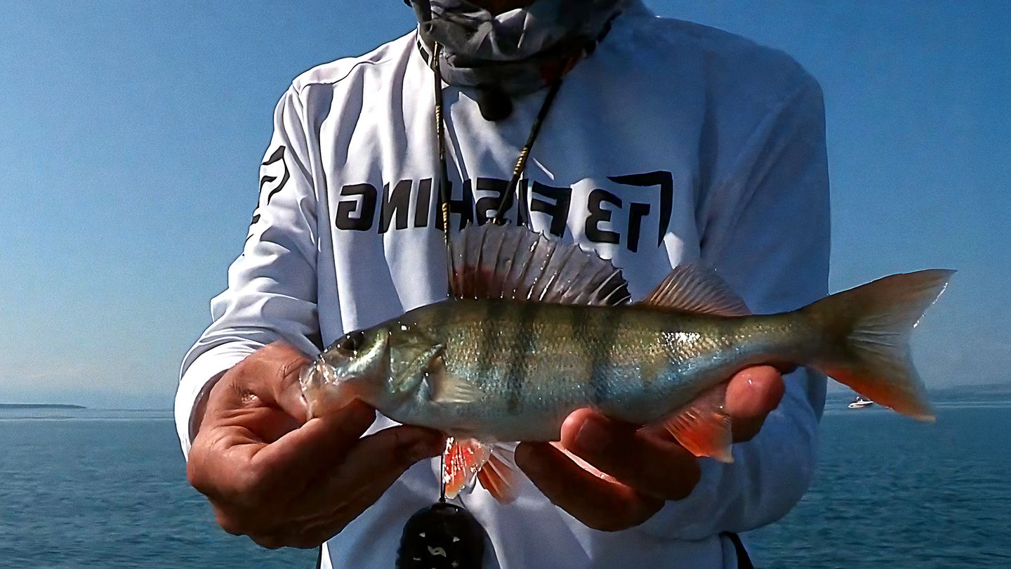 La perche à la ligne