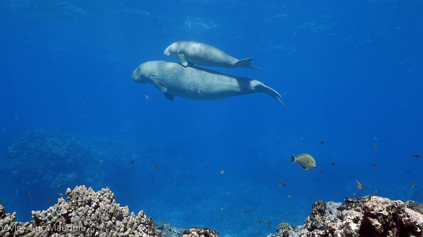 Dugong, un patrimoine en péril