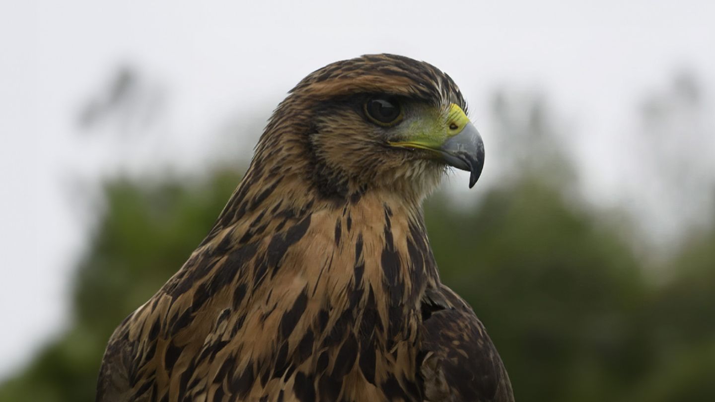 Le Maître des cieux