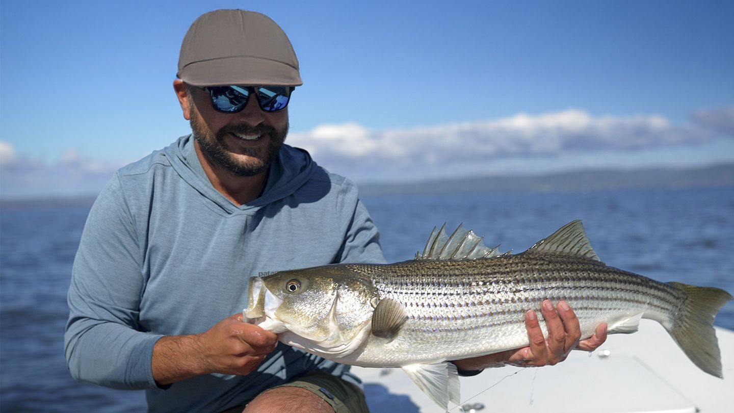 Bar rayé en Gaspésie