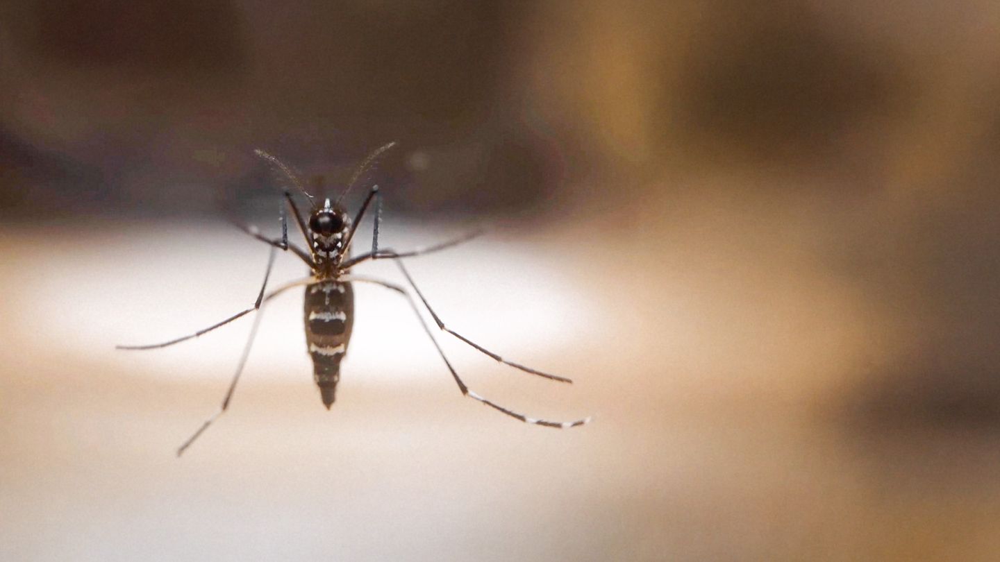 Nuisibles de l'été, la guerre est déclarée