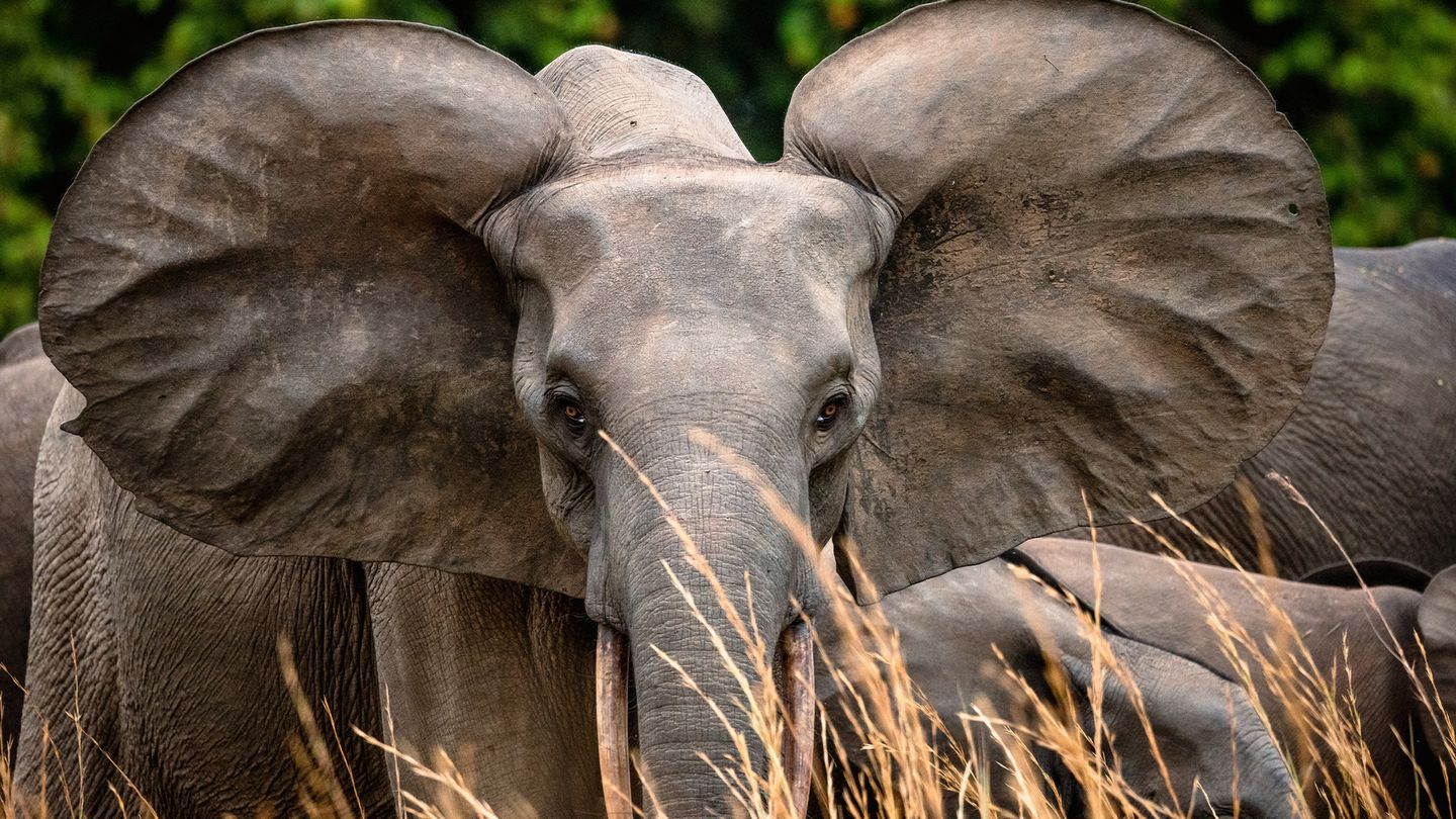 Gabon : Un poumon pour la planète