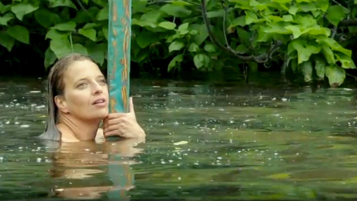 Les rosiers grimpants