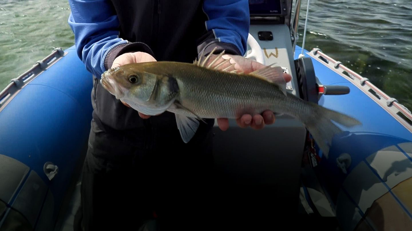 Pêches du bar dans les Côtes d'Armor
