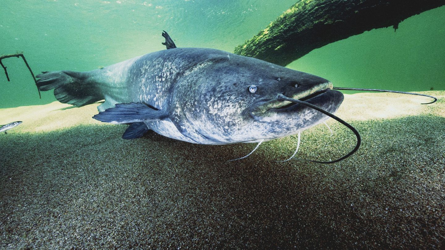 A la poursuite de Thanos