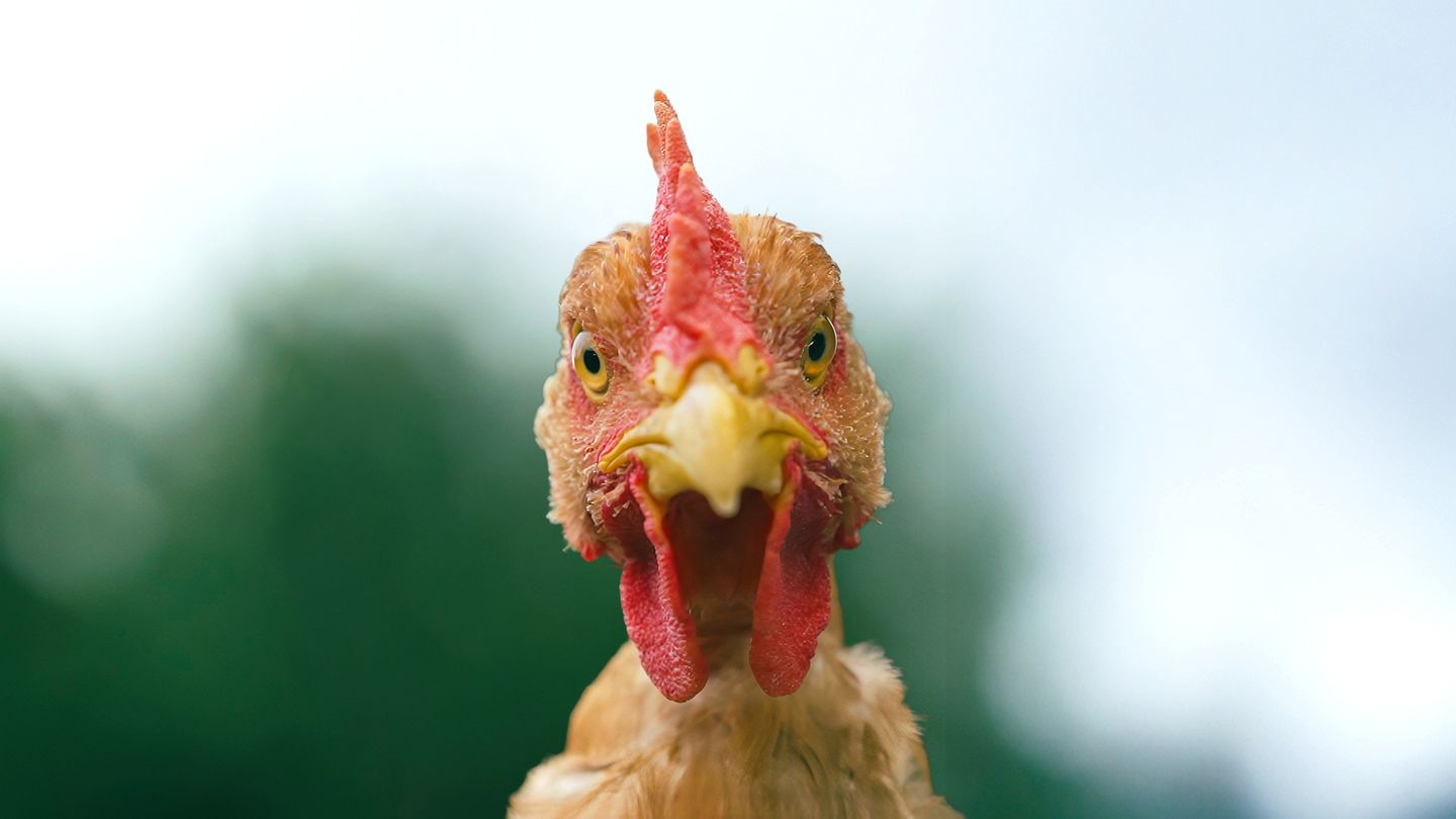 Produits fermiers : à boire et à manger ?