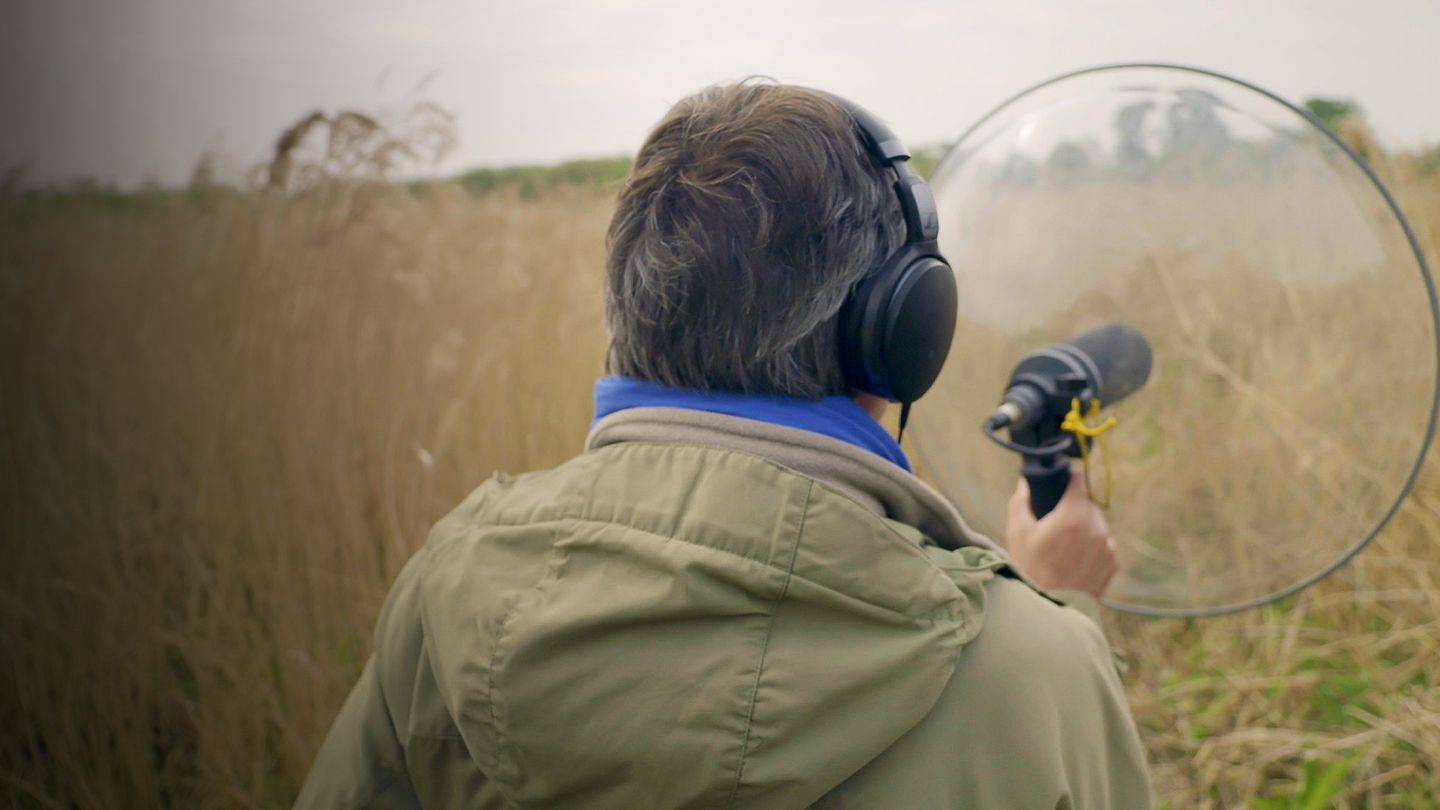Harchies, le son des oiseaux du marais