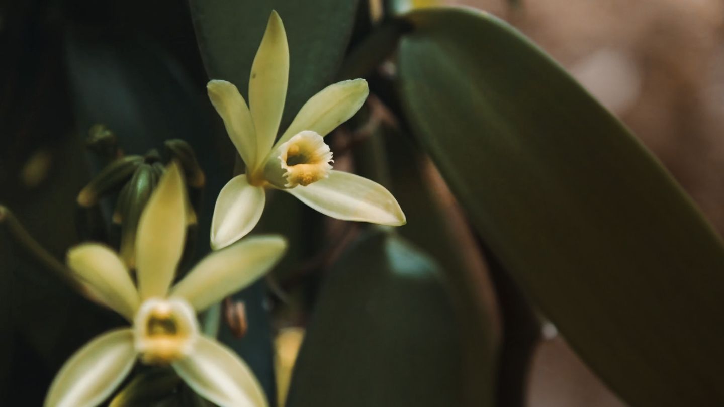 On va déguster : la vanille, l'or noir des saveurs