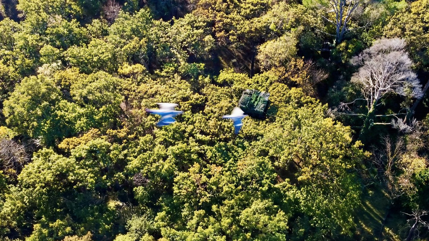 La chasse vue du ciel