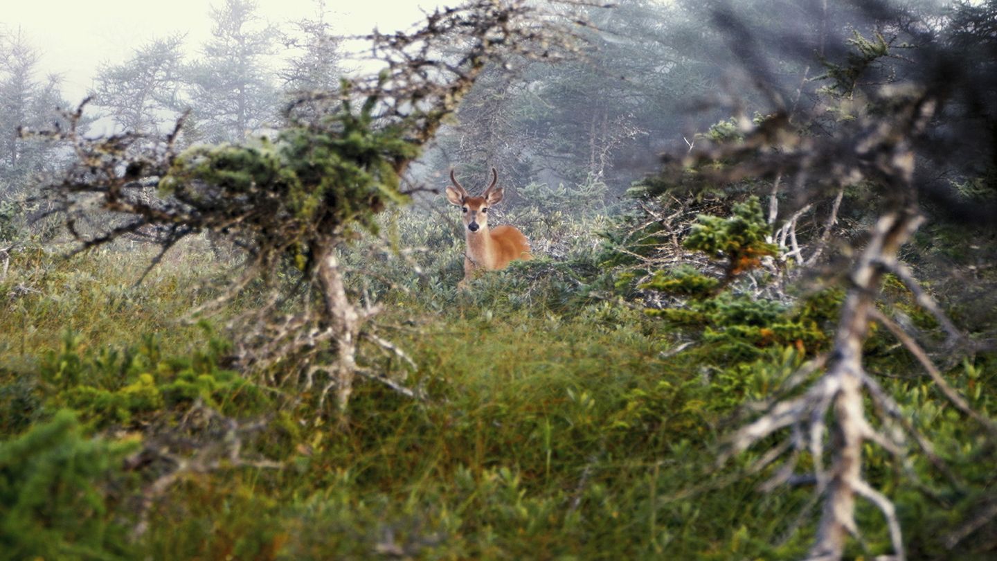 Anticosti, le royaume du cerf de Virginie