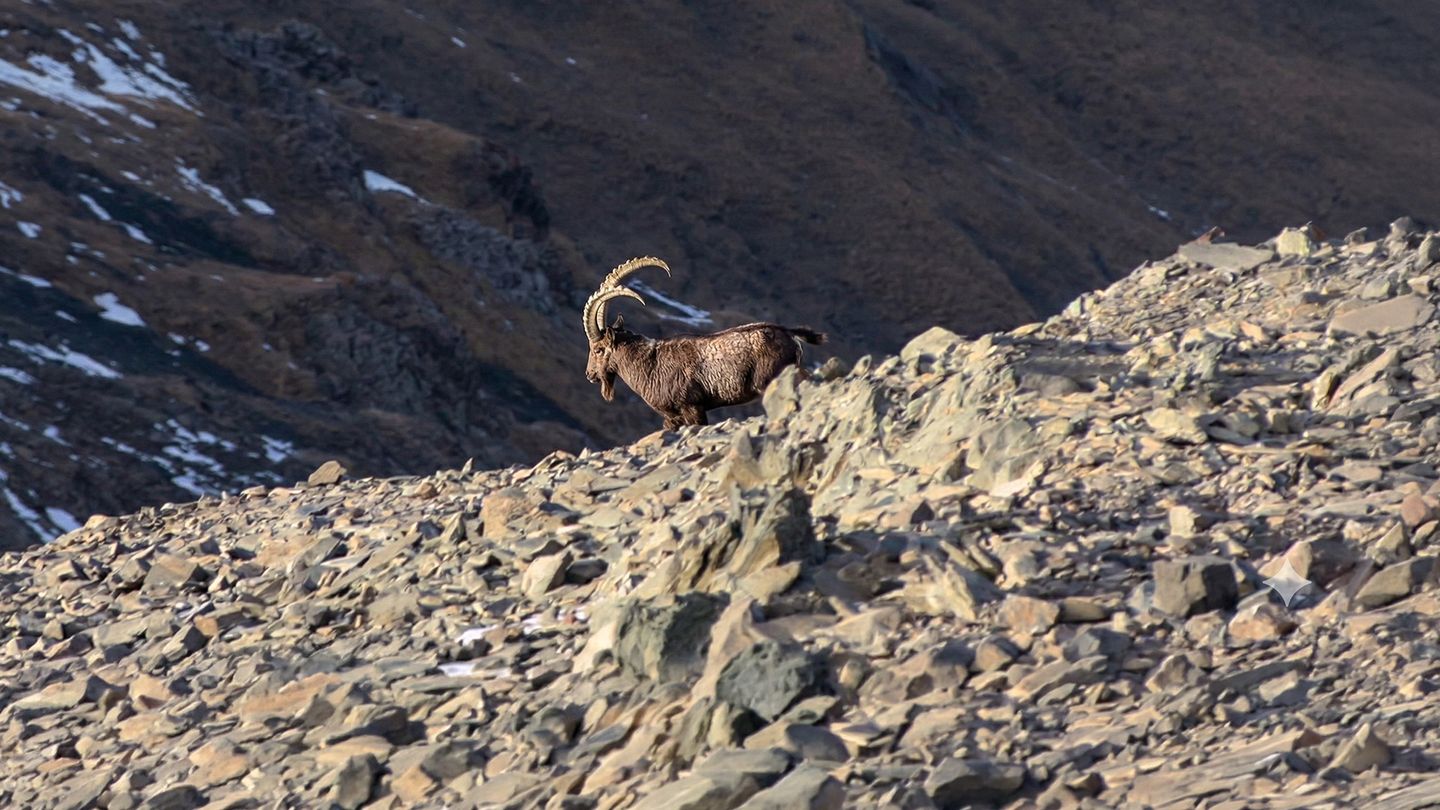 Marco Polo, au bout de l'effort...