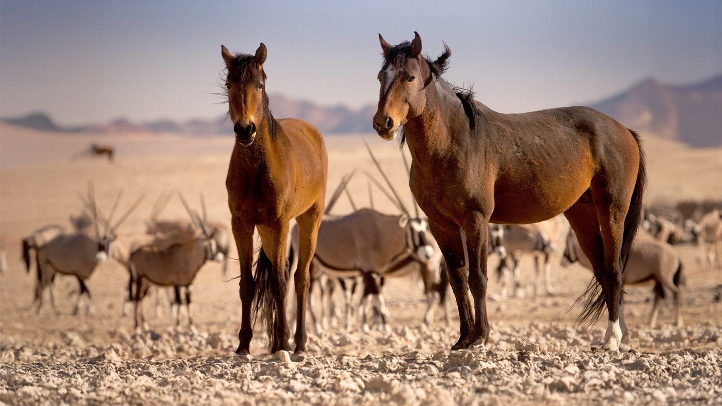 Les chevaux sauvages de Namibie