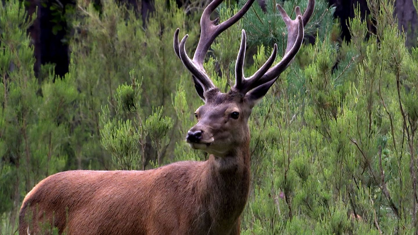 Passion gibier : le cerf