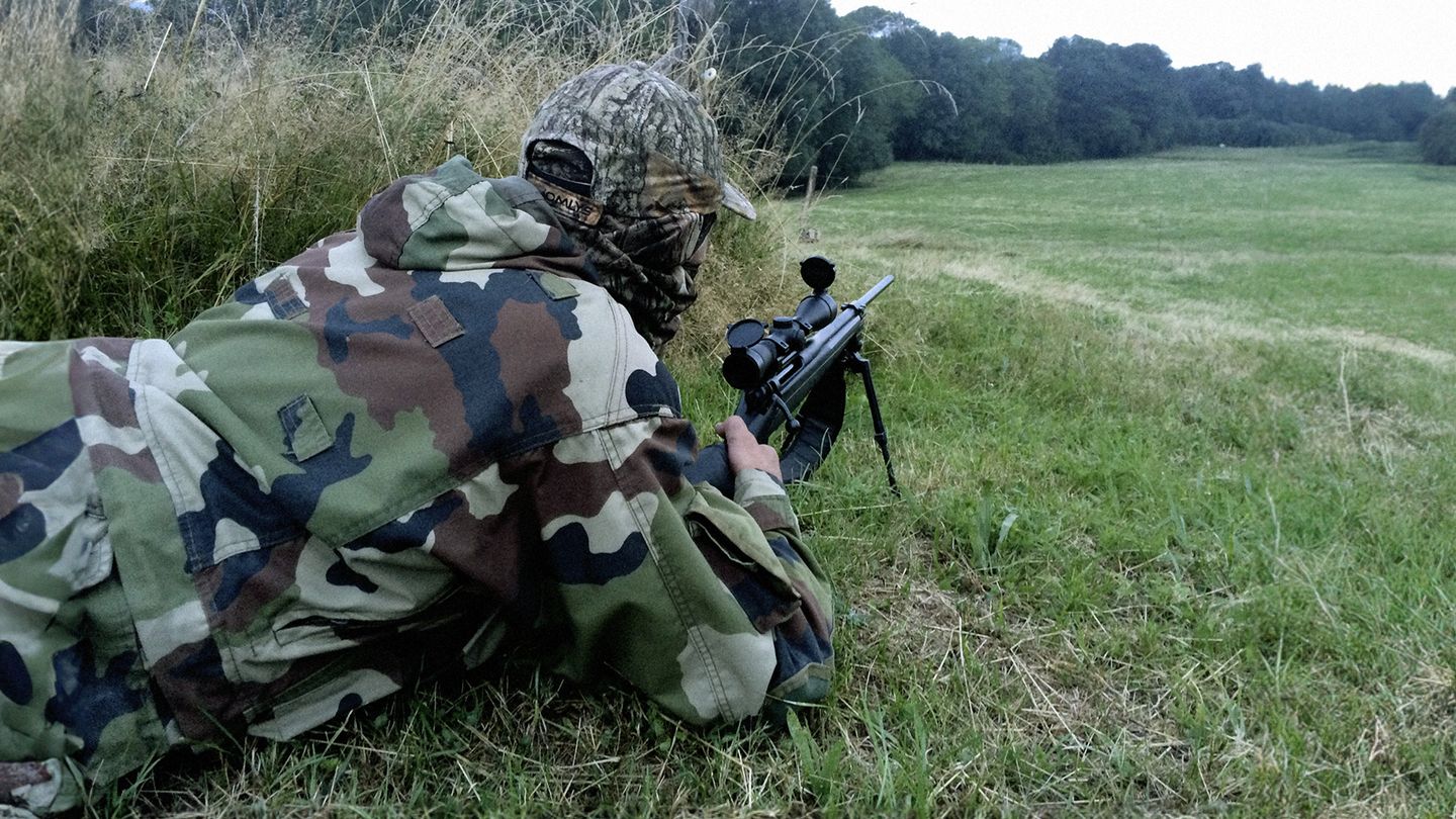 Chasse estivale du renard