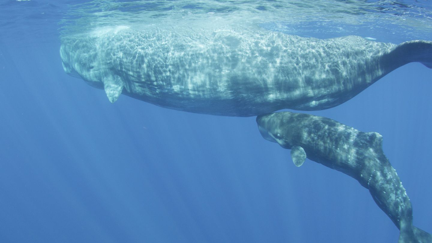Les Açores sauvages - La danse sur le volcan