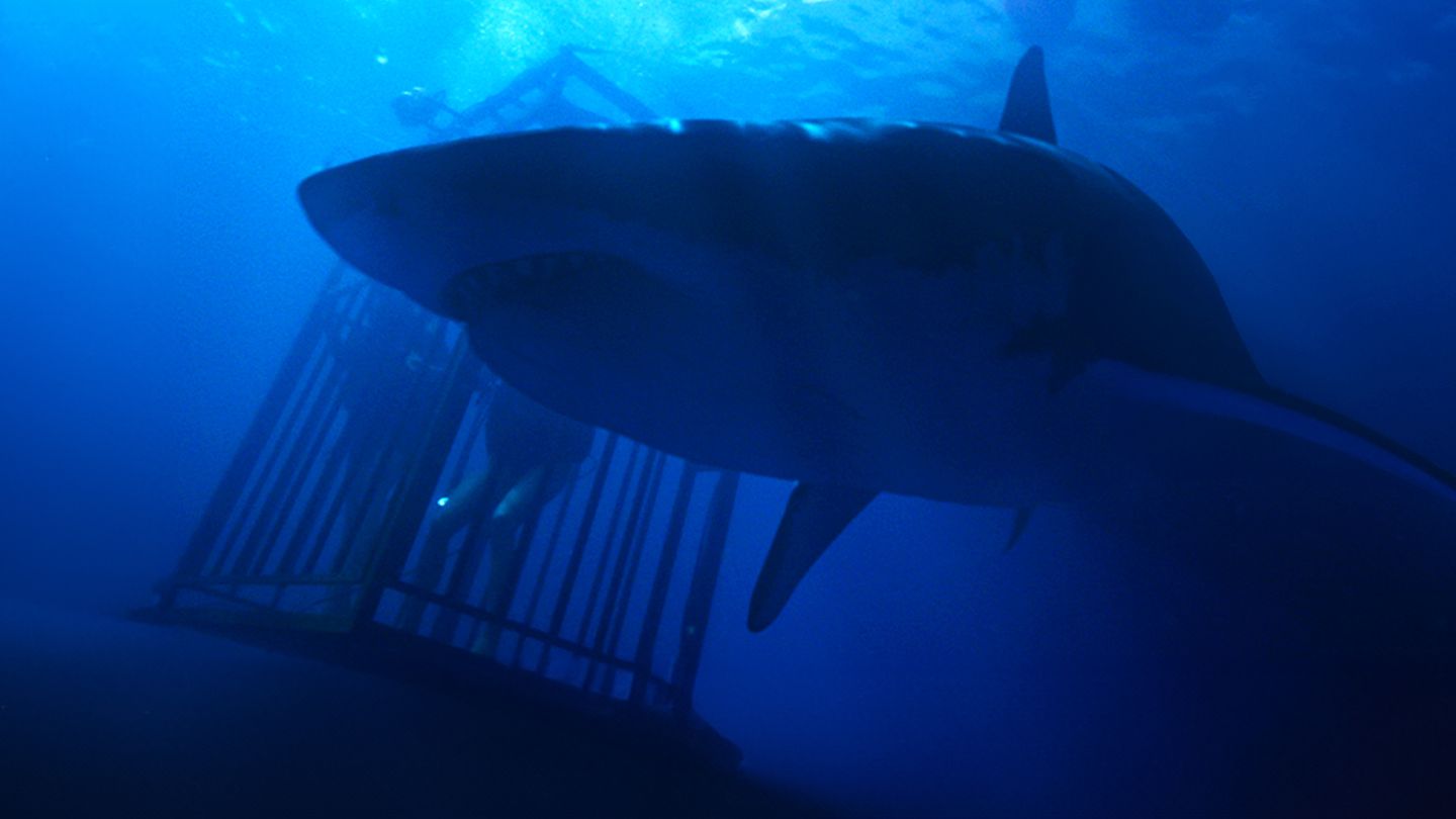47 Meters Down