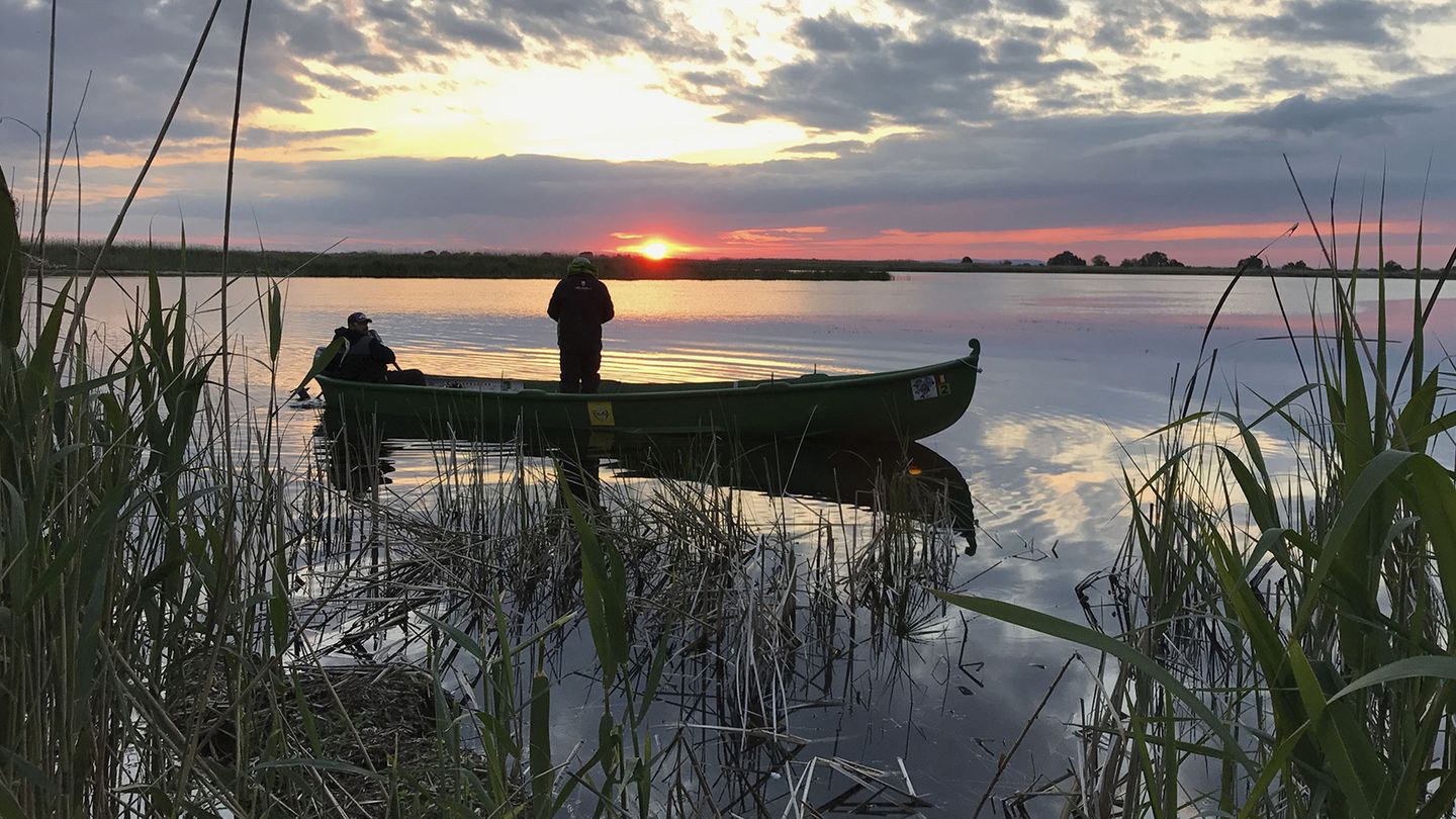 Delta du Danube : des brochets par milliers