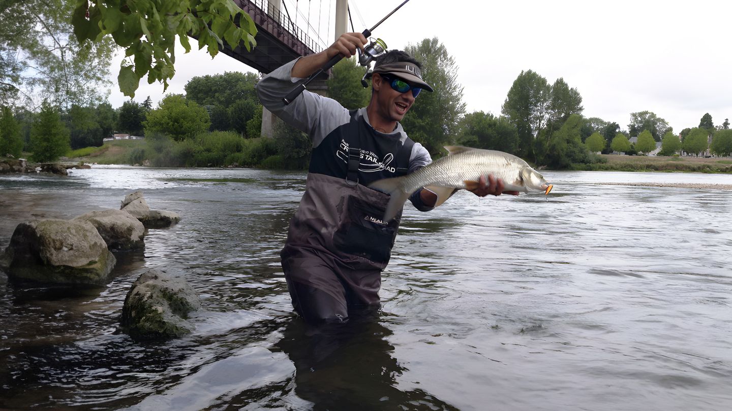 L'aspe, poisson clandestin