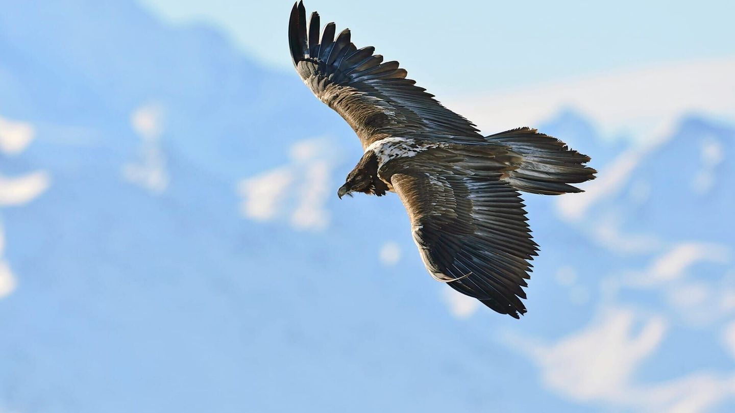 Les animaux sauvages d'Europe