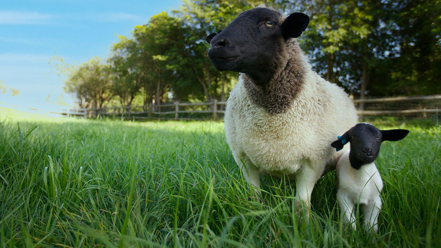 Tout est possible (The Biggest Little Farm)