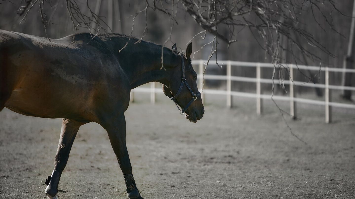 Gaspard fait du cheval