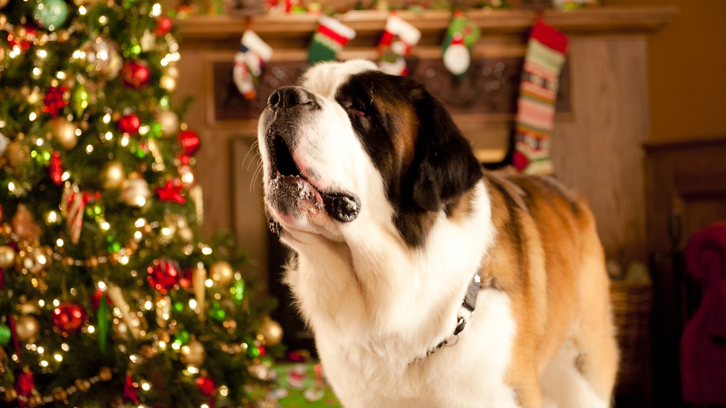 Beethoven sauve Noël