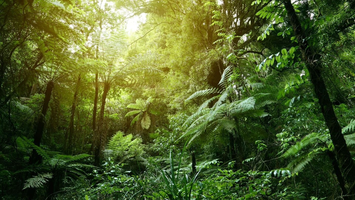 La forêt de l'Est ne disparaîtra jamais